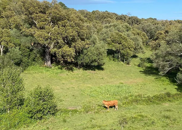 Les Arbousiers De Murateddu Nyaraló *